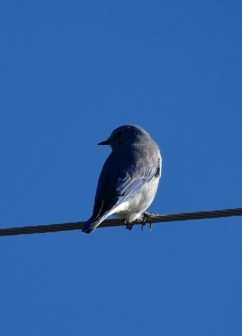 Mountain Bluebird - ML608916491