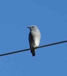 Mountain Bluebird - ML608916492
