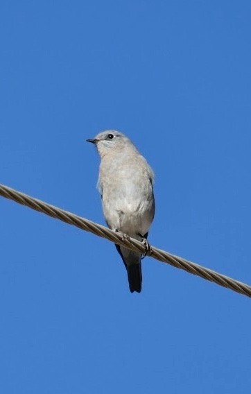 Mountain Bluebird - ML608916493
