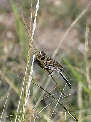 Brewer's Sparrow - ML608916509
