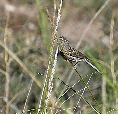 Brewer's Sparrow - ML608916510