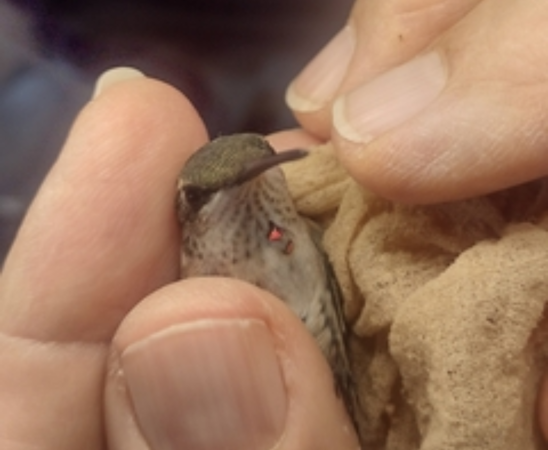 Ruby-throated x Black-chinned Hummingbird (hybrid) - ML608916513