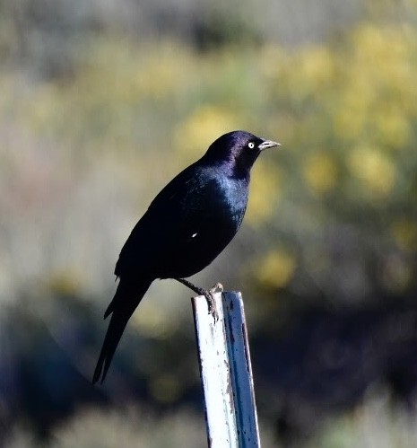Brewer's Blackbird - ML608916518