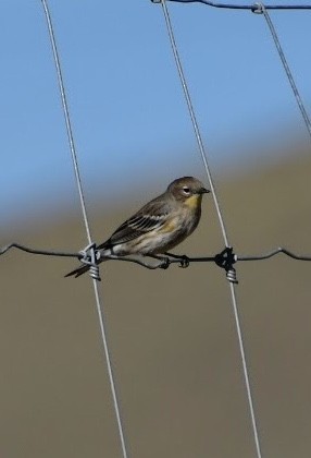 Yellow-rumped Warbler - ML608916526