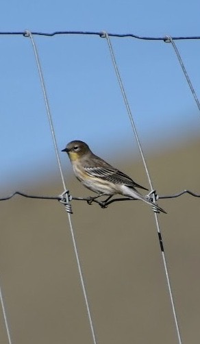 Yellow-rumped Warbler - ML608916527