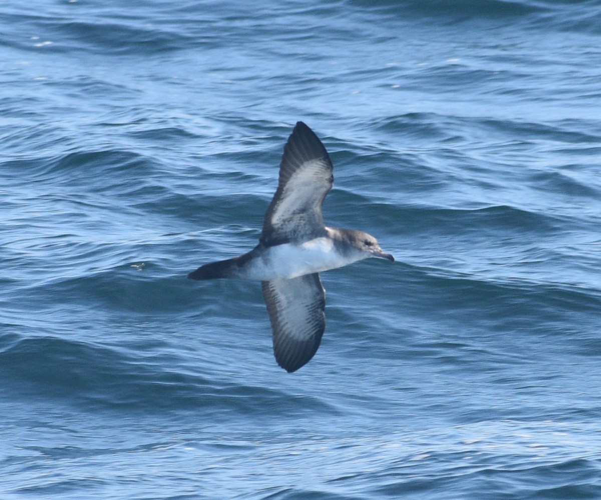 Pink-footed Shearwater - ML608916565