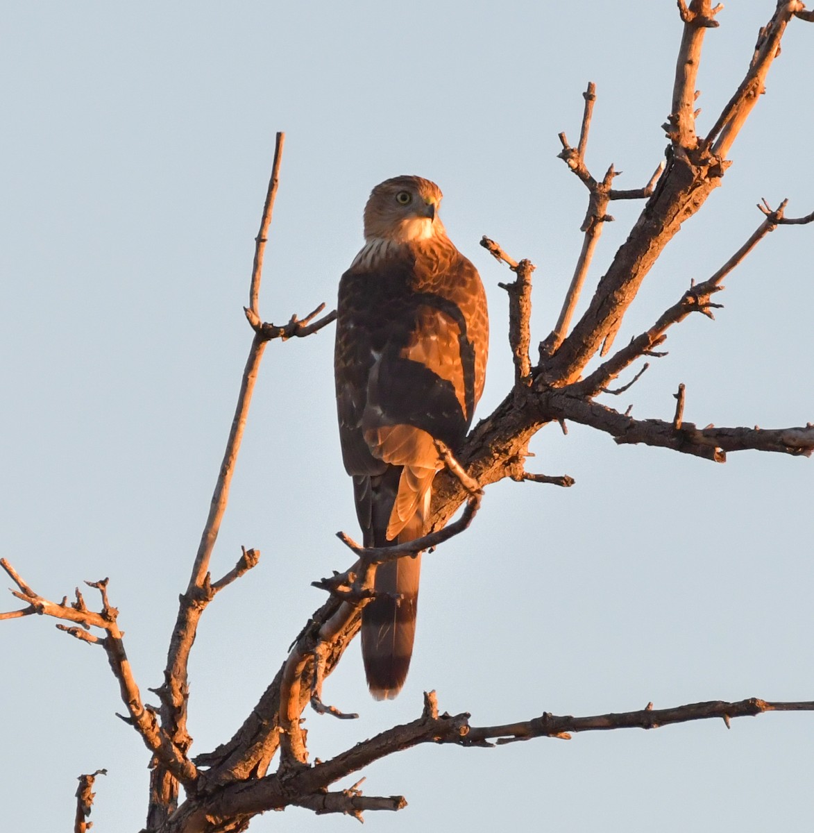 Cooper's Hawk - Debra Miyamoto