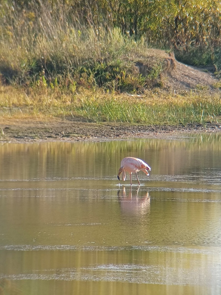 American Flamingo - ML608916631