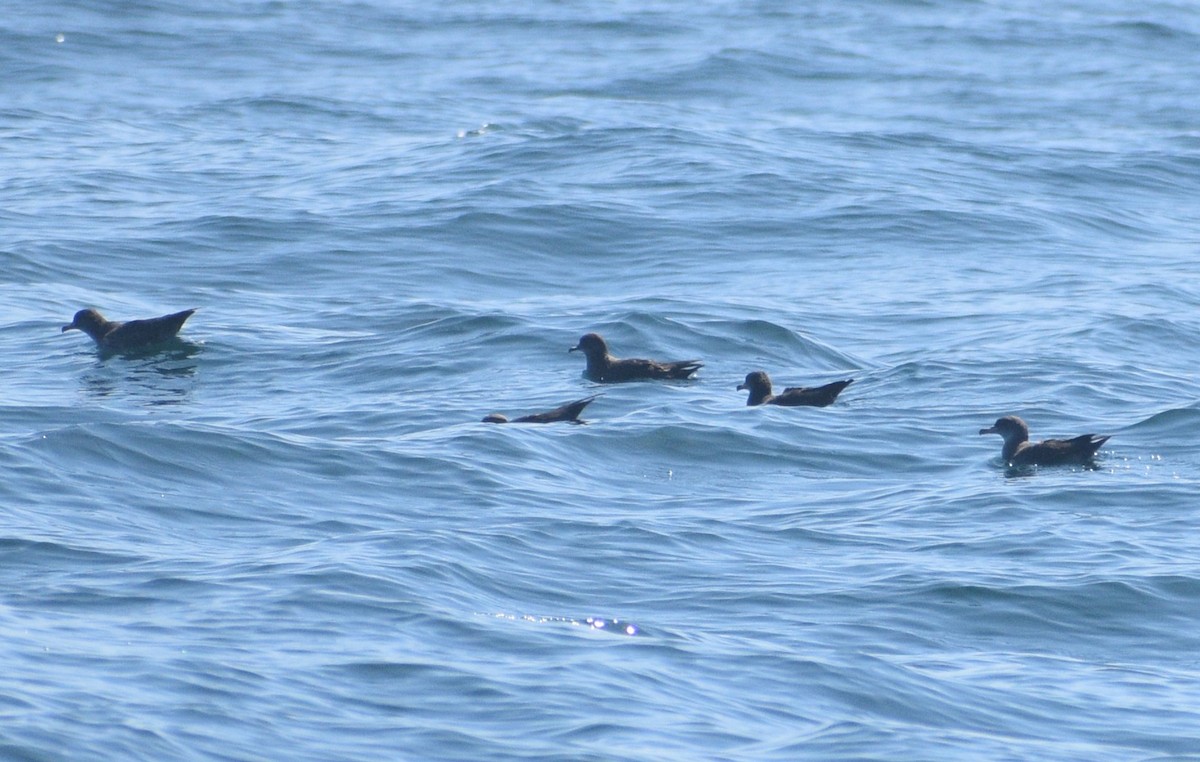 Pink-footed Shearwater - ML608916680