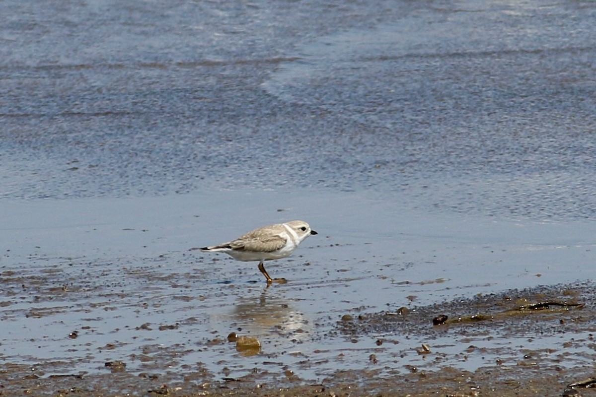 Piping Plover - ML608916714