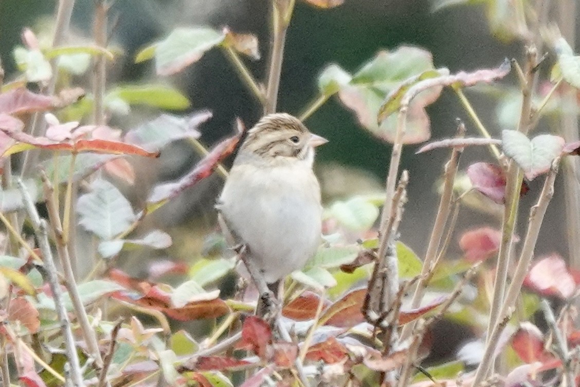 Clay-colored Sparrow - ML608916744