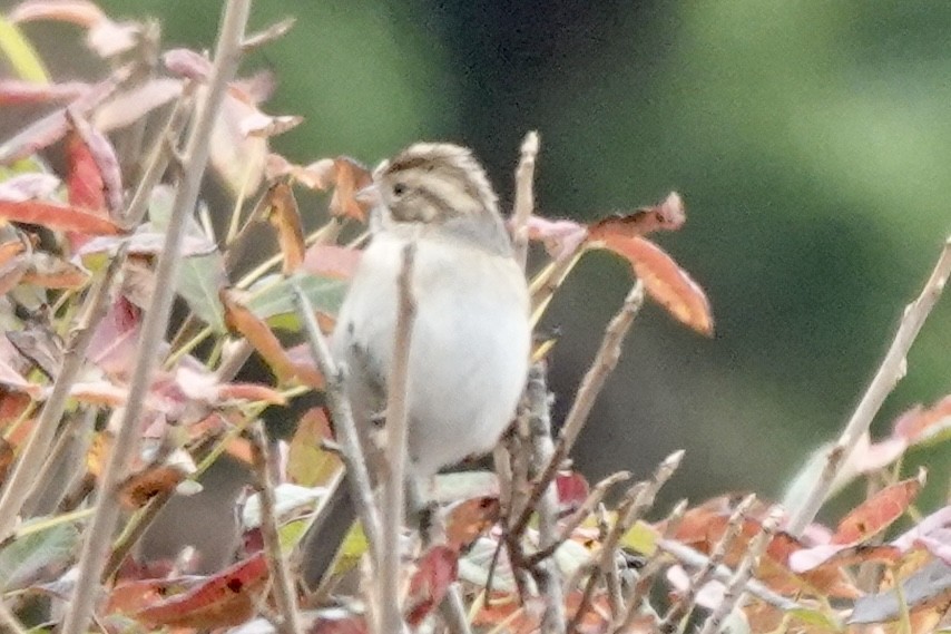 Clay-colored Sparrow - ML608916745