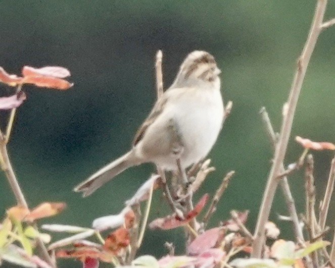 Clay-colored Sparrow - ML608916746