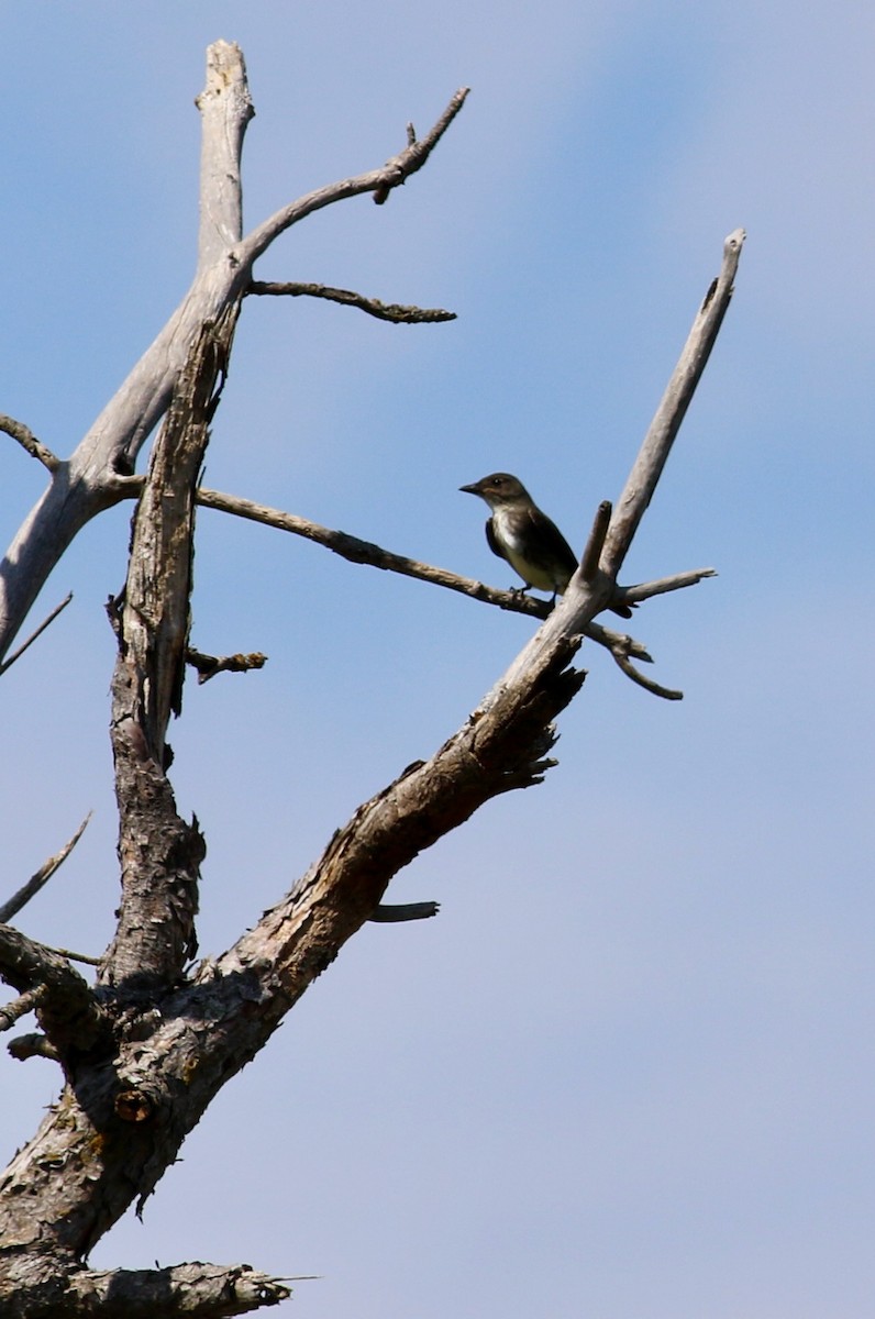 Olive-sided Flycatcher - Corey Entriken