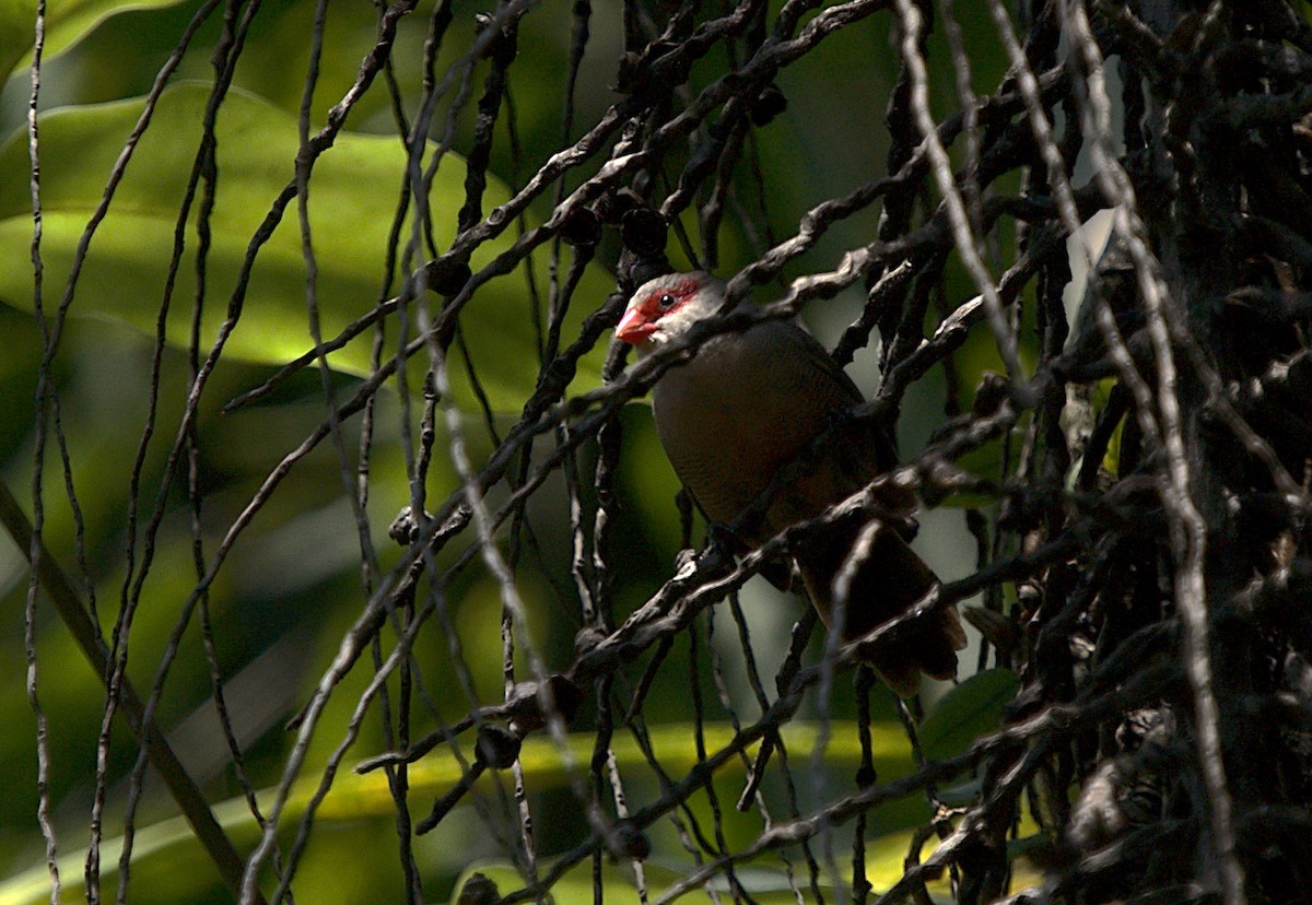 Common Waxbill - Patrícia Hanate