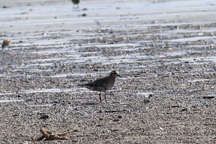 American Golden-Plover - Corey Entriken