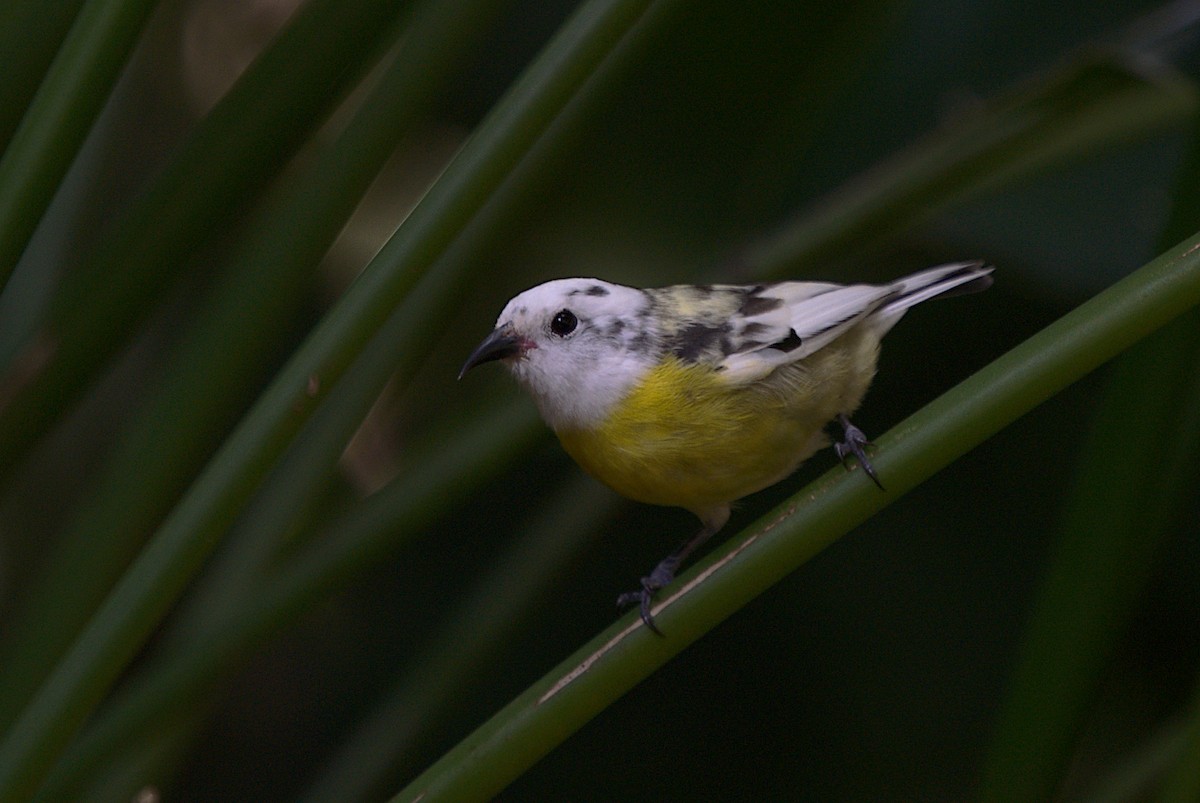 Bananaquit - Patrícia Hanate