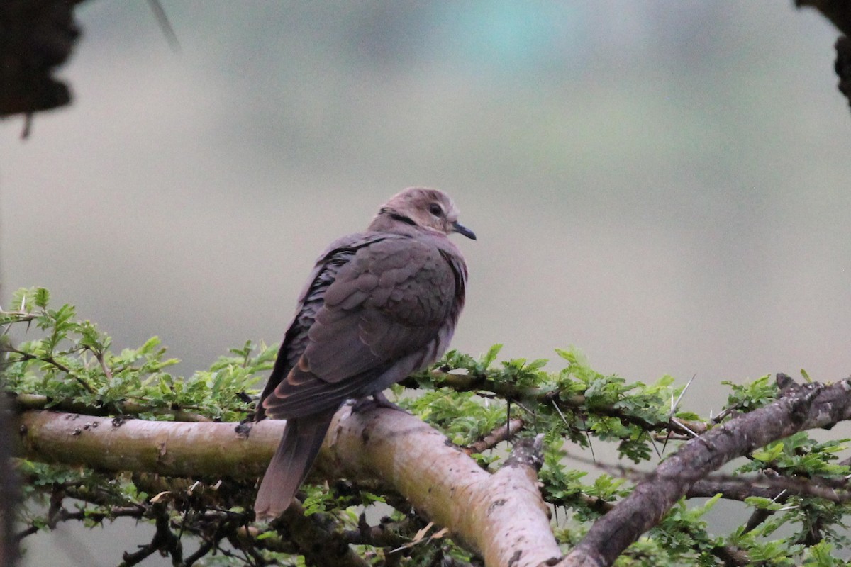 Red-eyed Dove - Leilani Münter