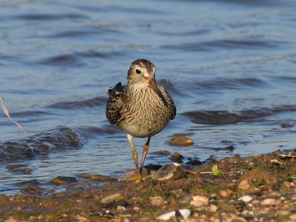 Bécasseau à poitrine cendrée - ML608916899