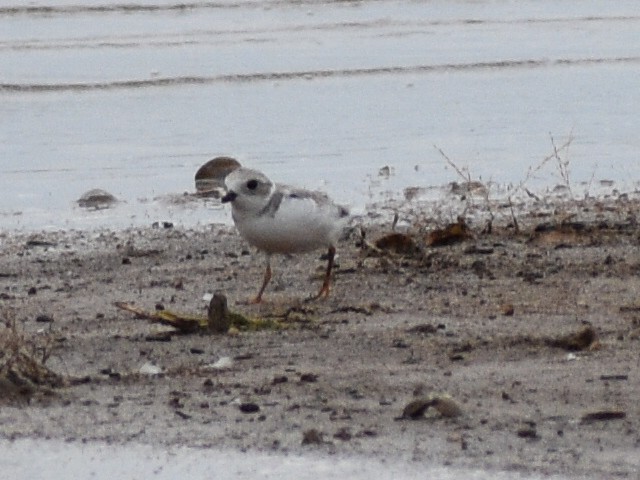 Piping Plover - ML608916924