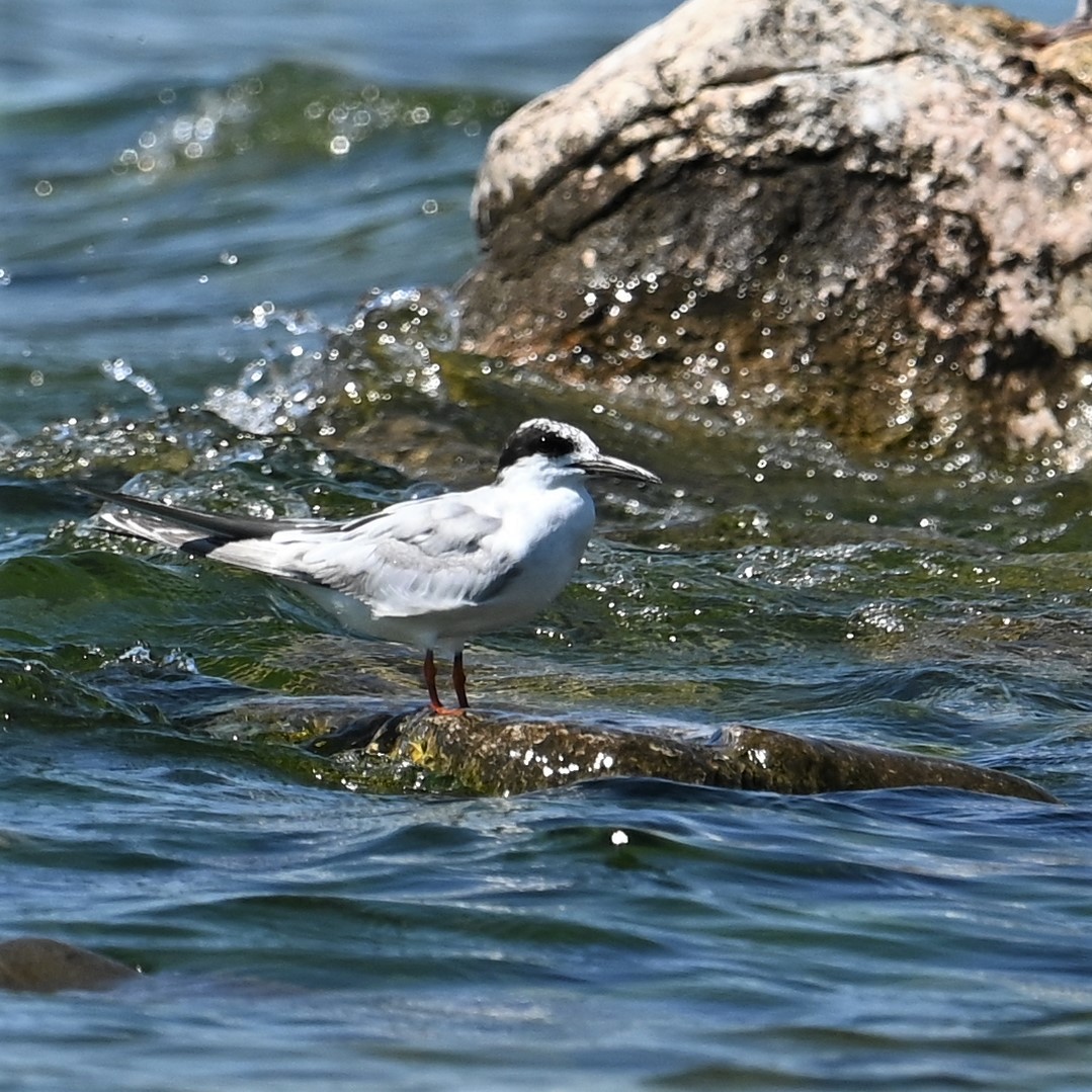 Forster's Tern - ML608916999