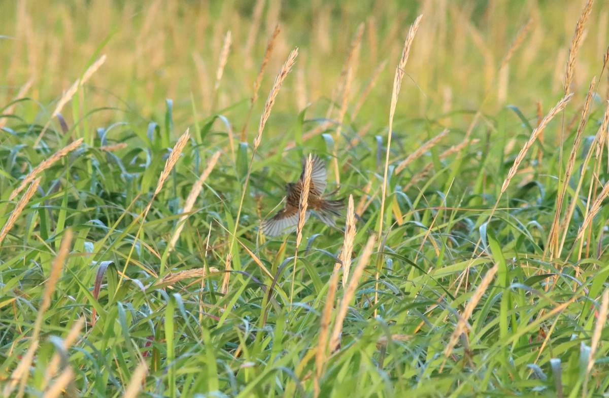 Lincoln's Sparrow - ML608917011