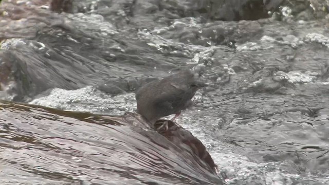 American Dipper - ML608917104