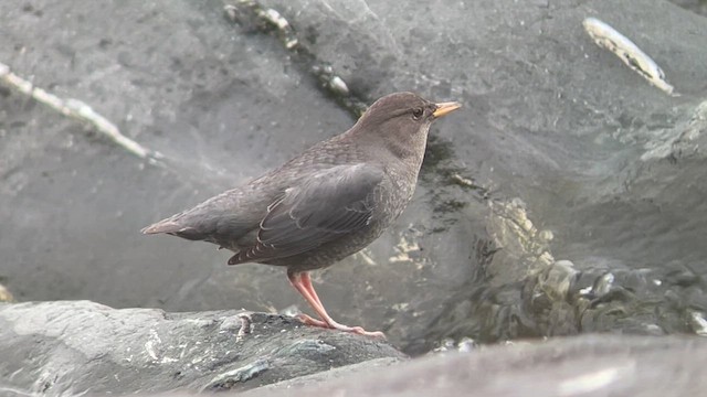 American Dipper - ML608917105