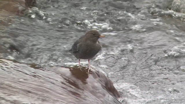 American Dipper - ML608917107