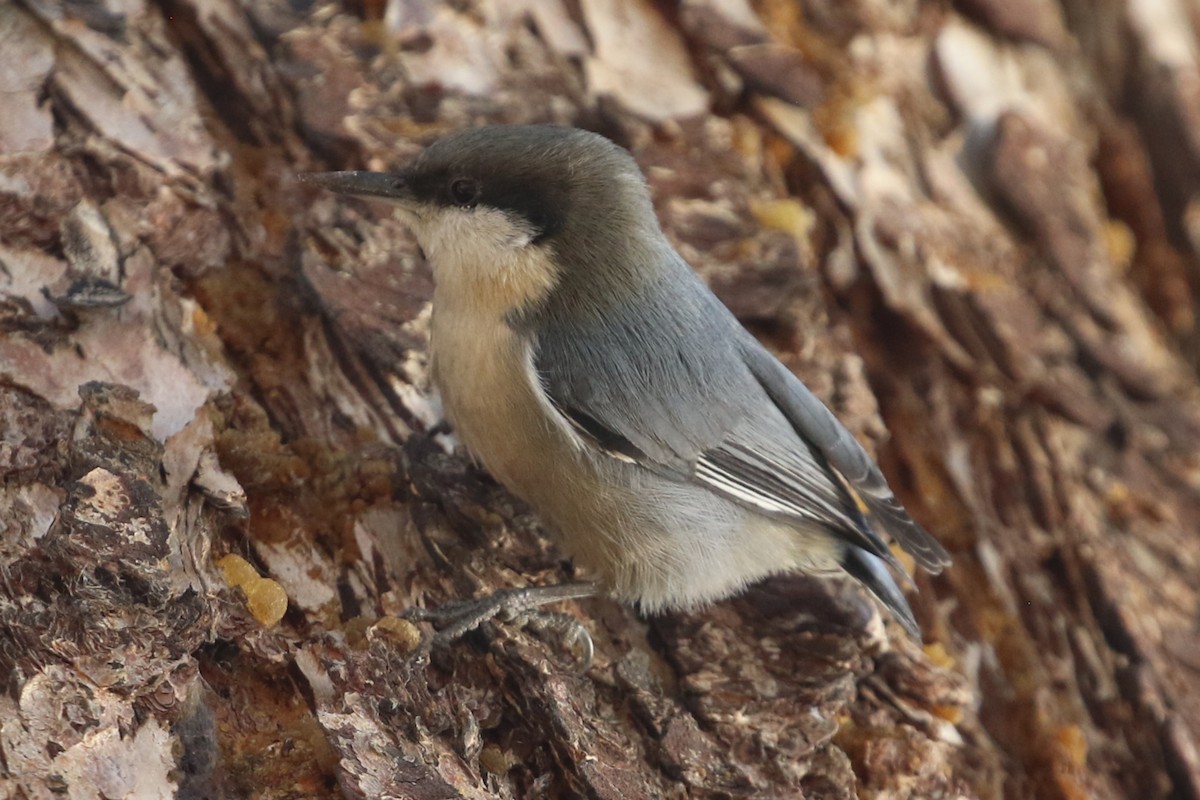 Pygmy Nuthatch - ML608917115