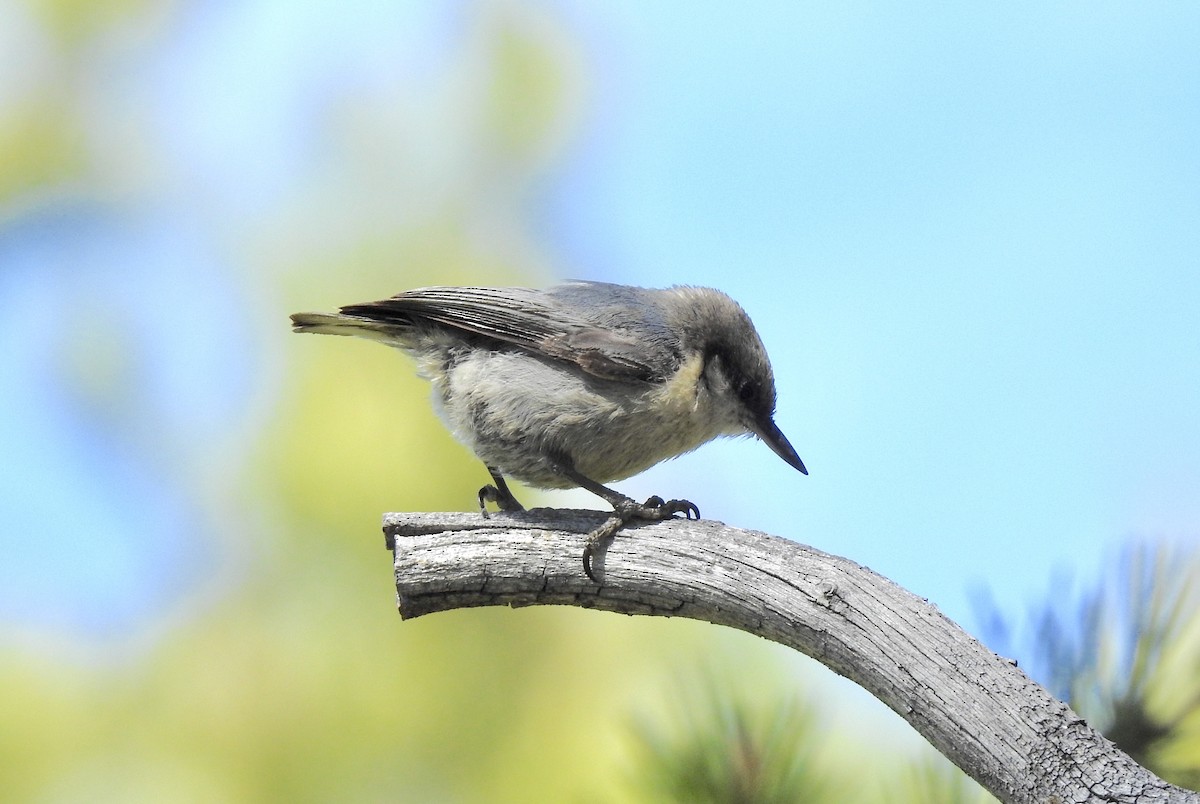 Pygmy Nuthatch - Bill Pelletier