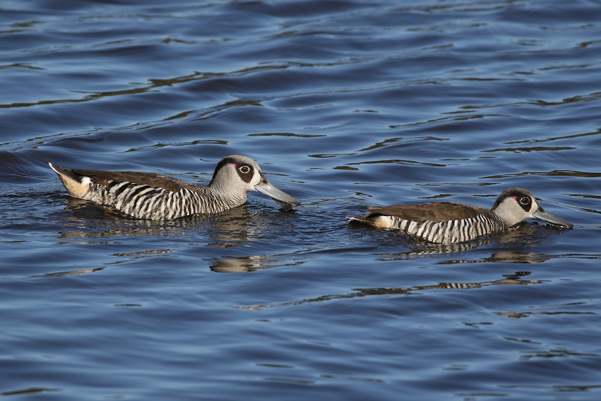 Pink-eared Duck - ML608917151