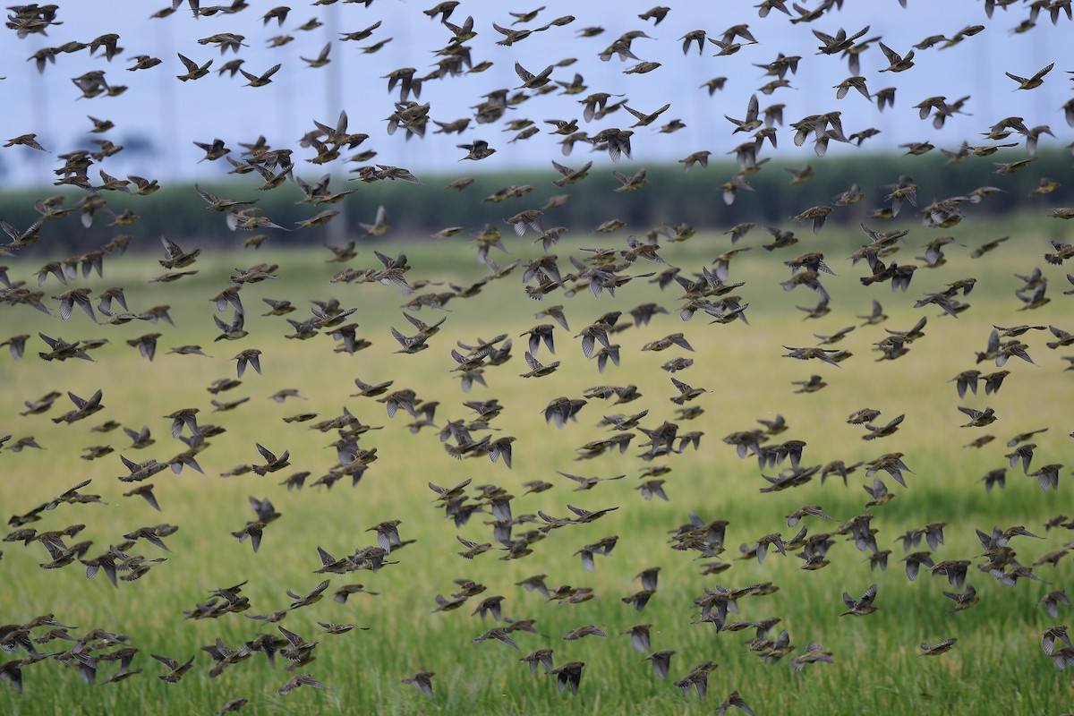 bobolink americký - ML608917249