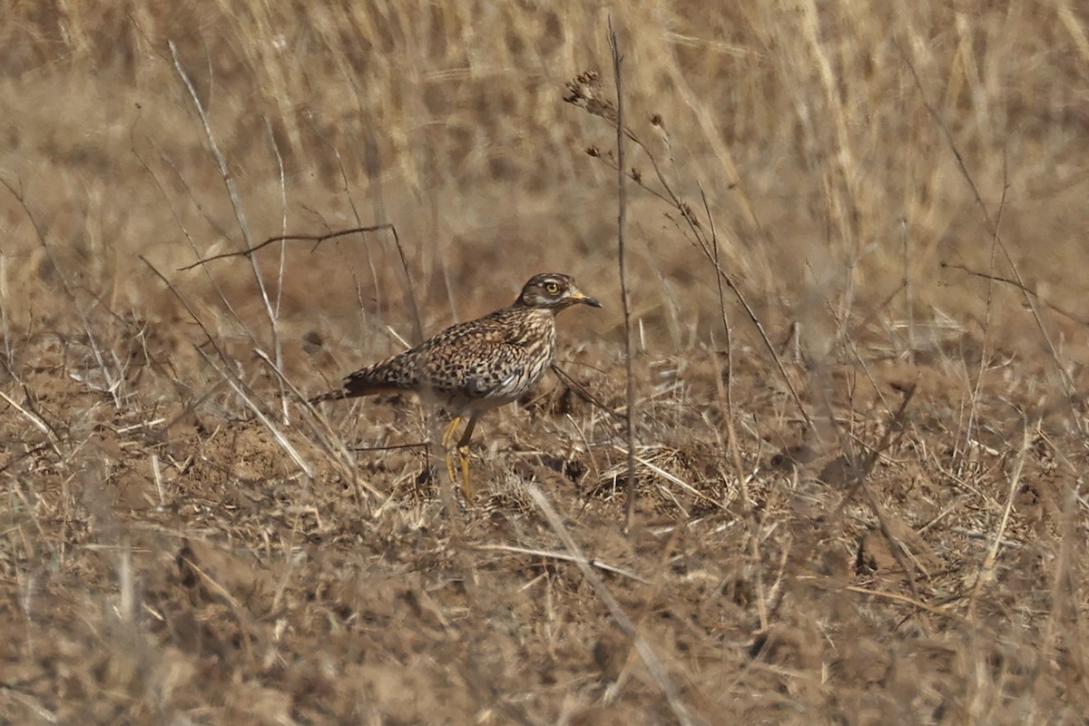 Spotted Thick-knee - ML608917252