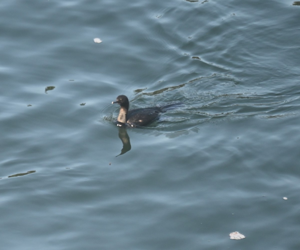 Pelagic Cormorant - ML608917275