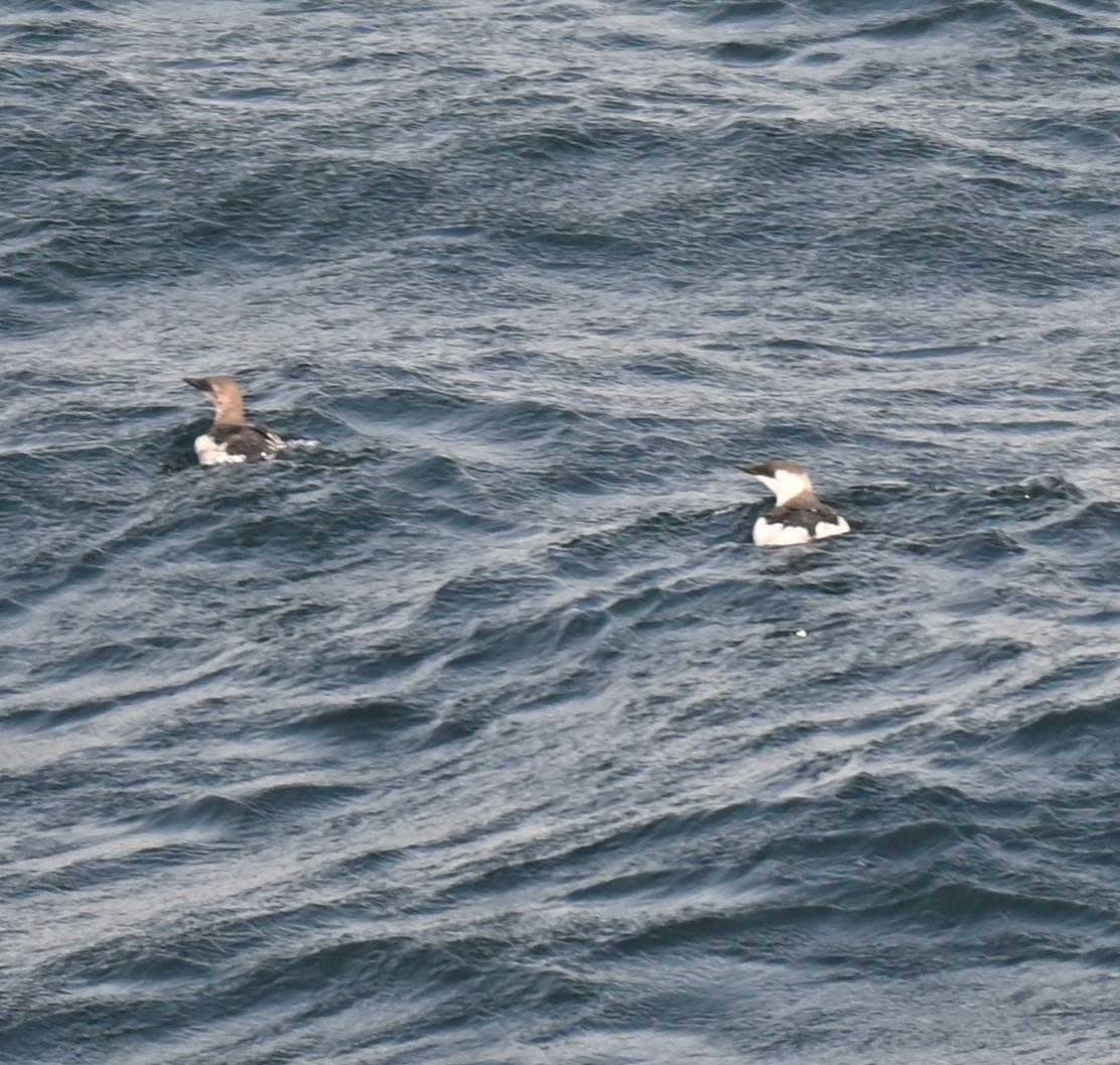 Common Murre - Robert Perez