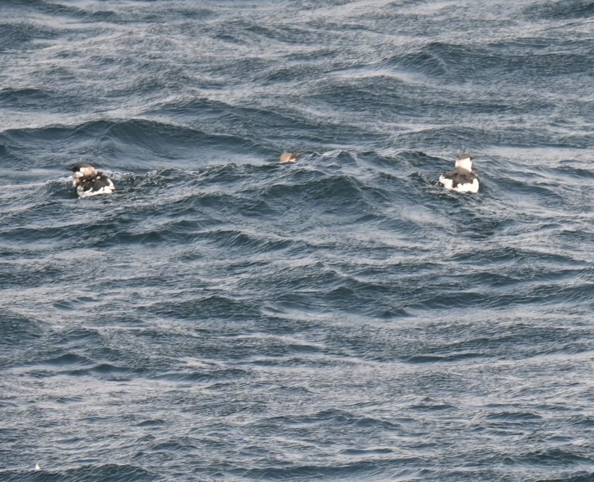 Common Murre - Robert Perez