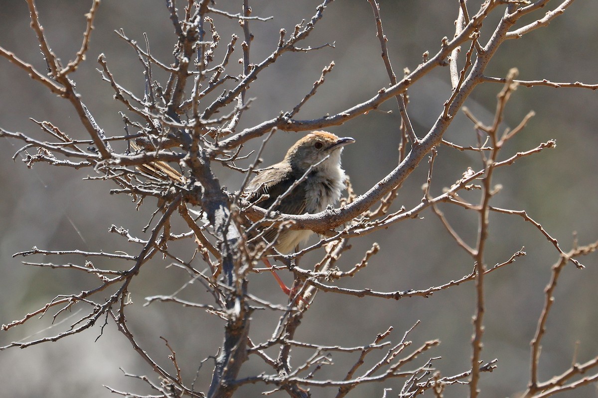 Rock-loving Cisticola (Lazy) - ML608917298