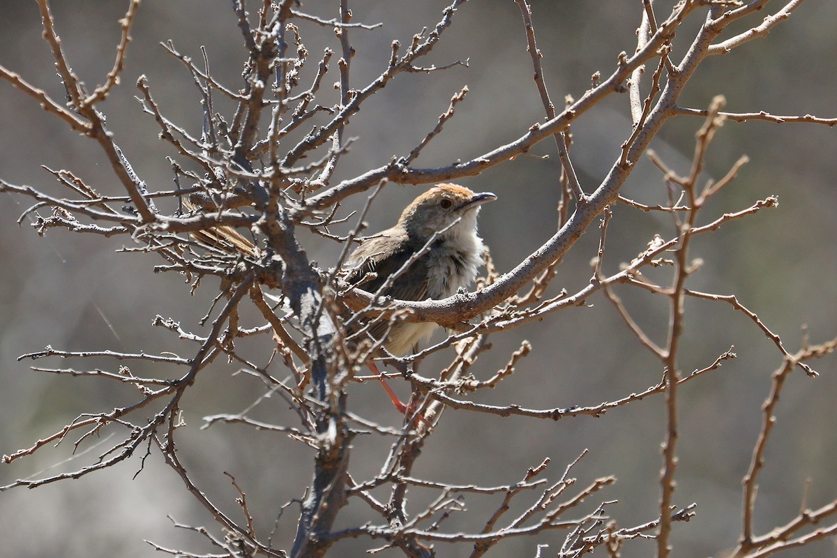 Rock-loving Cisticola (Lazy) - Charley Hesse TROPICAL BIRDING