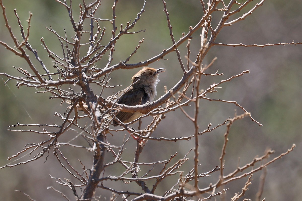 Rock-loving Cisticola (Lazy) - ML608917299
