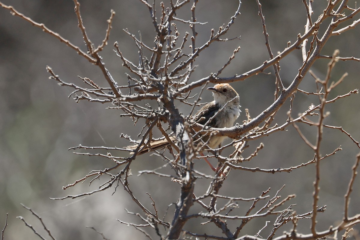 Rock-loving Cisticola (Lazy) - ML608917300