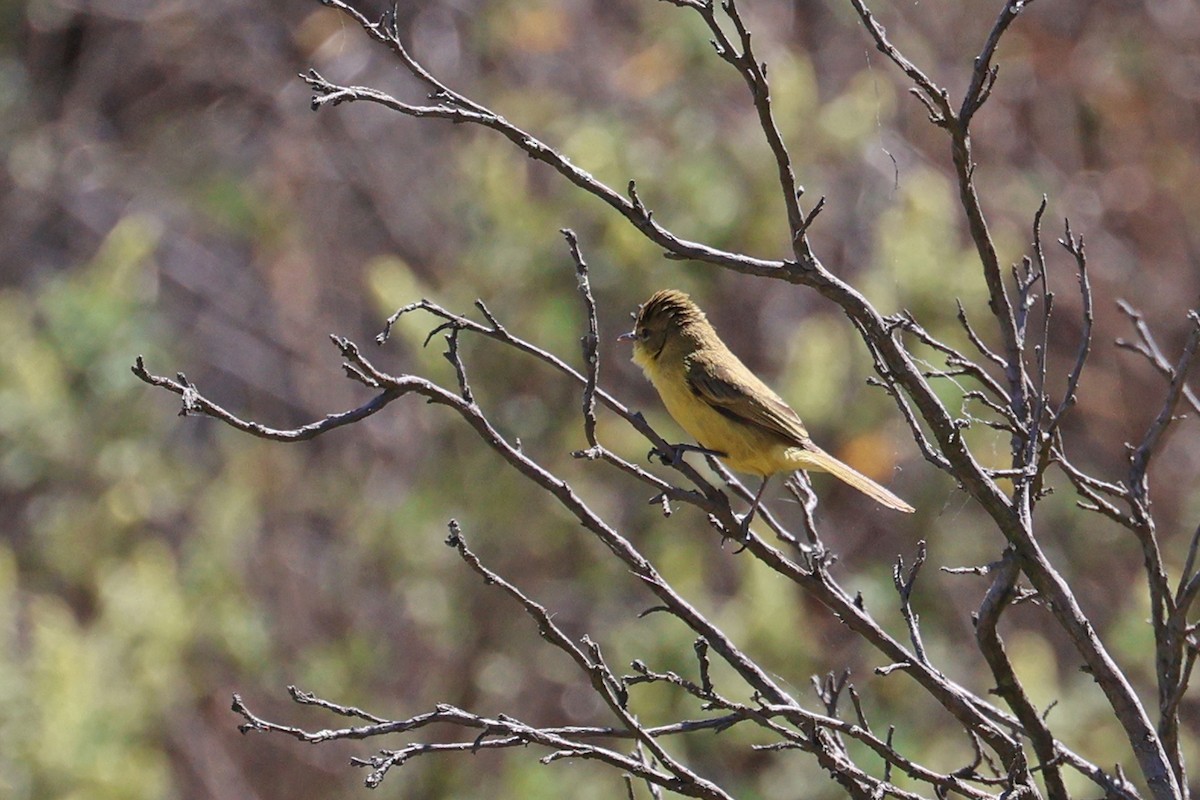 African Yellow-Warbler - ML608917302