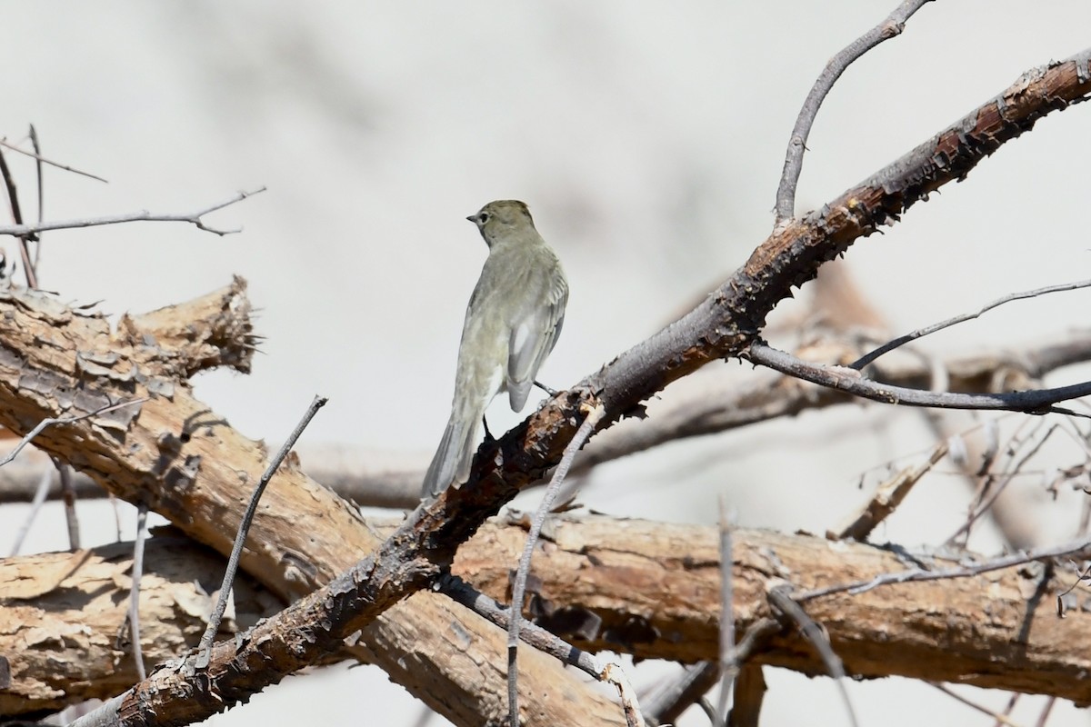 White-crested Elaenia (Peruvian) - ML608917325