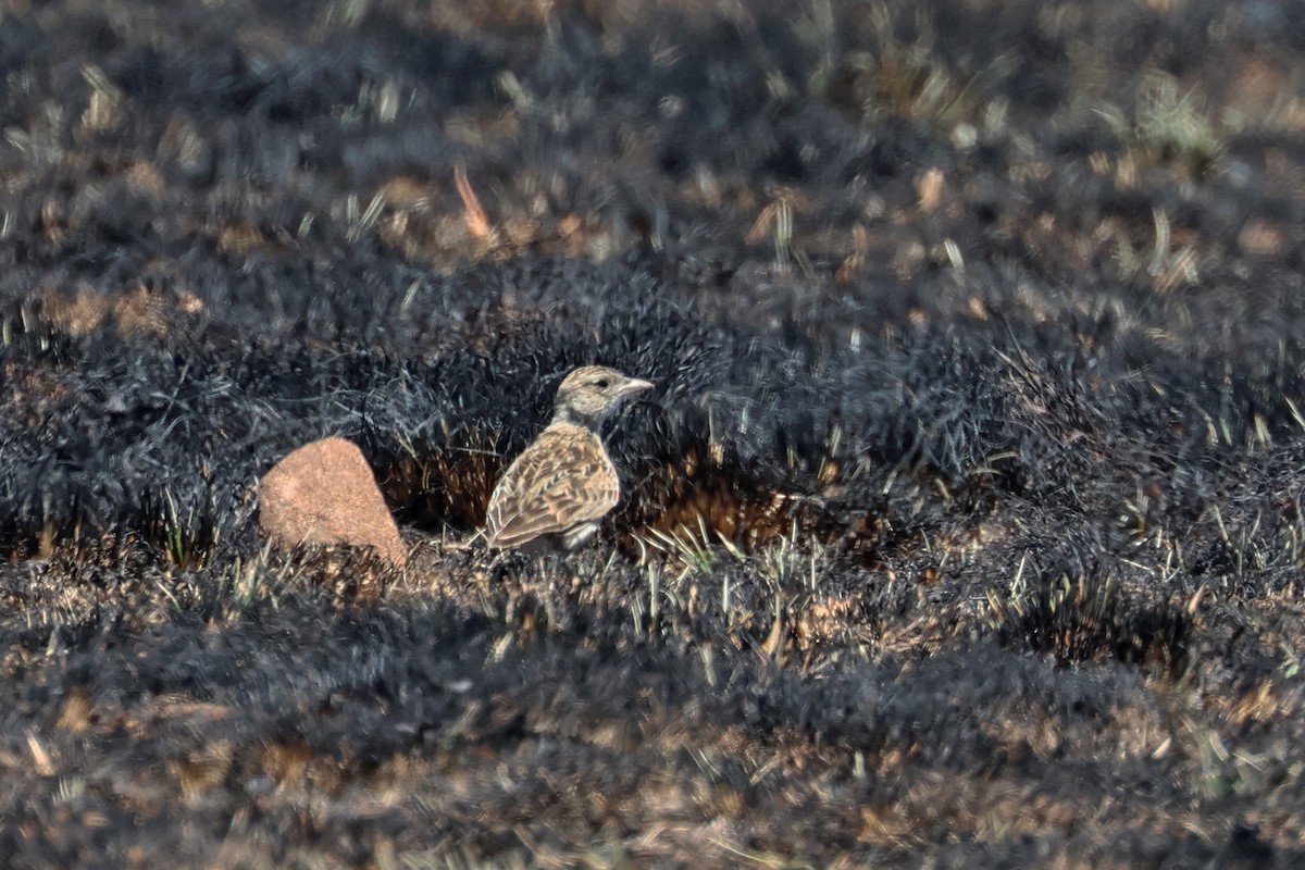 Rudd's Lark - Charley Hesse TROPICAL BIRDING