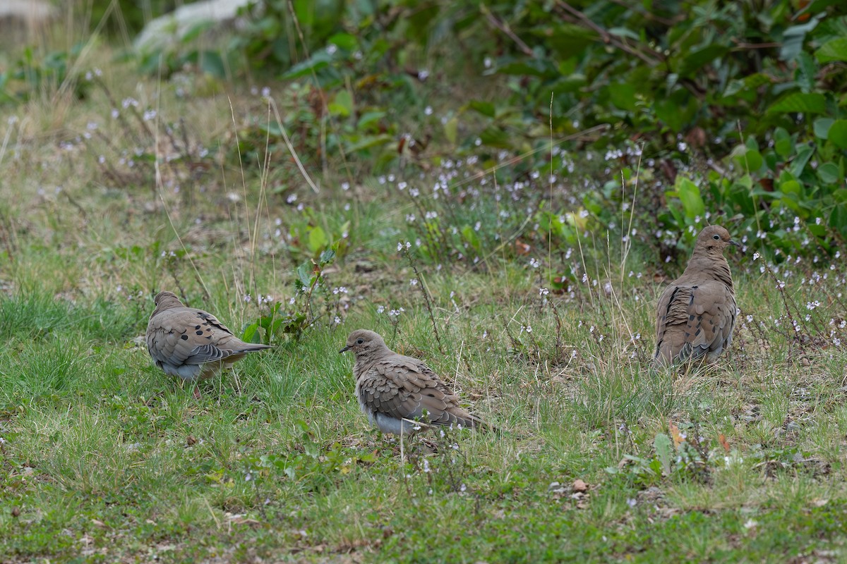 Mourning Dove - ML608917394