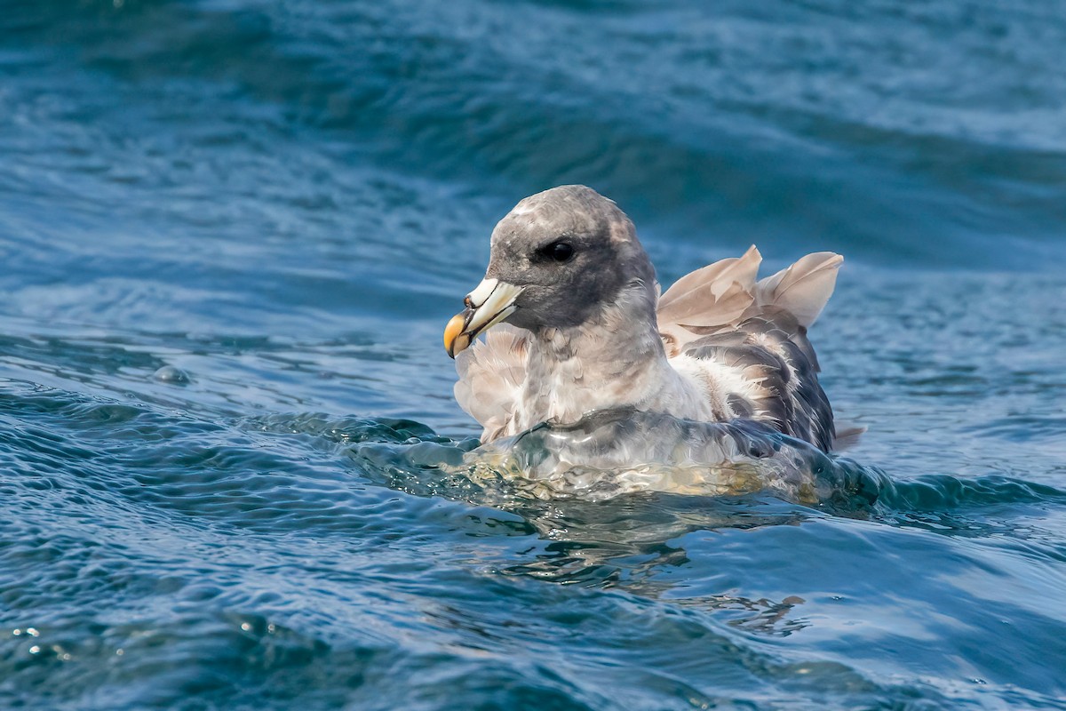 Northern Fulmar - ML608917472