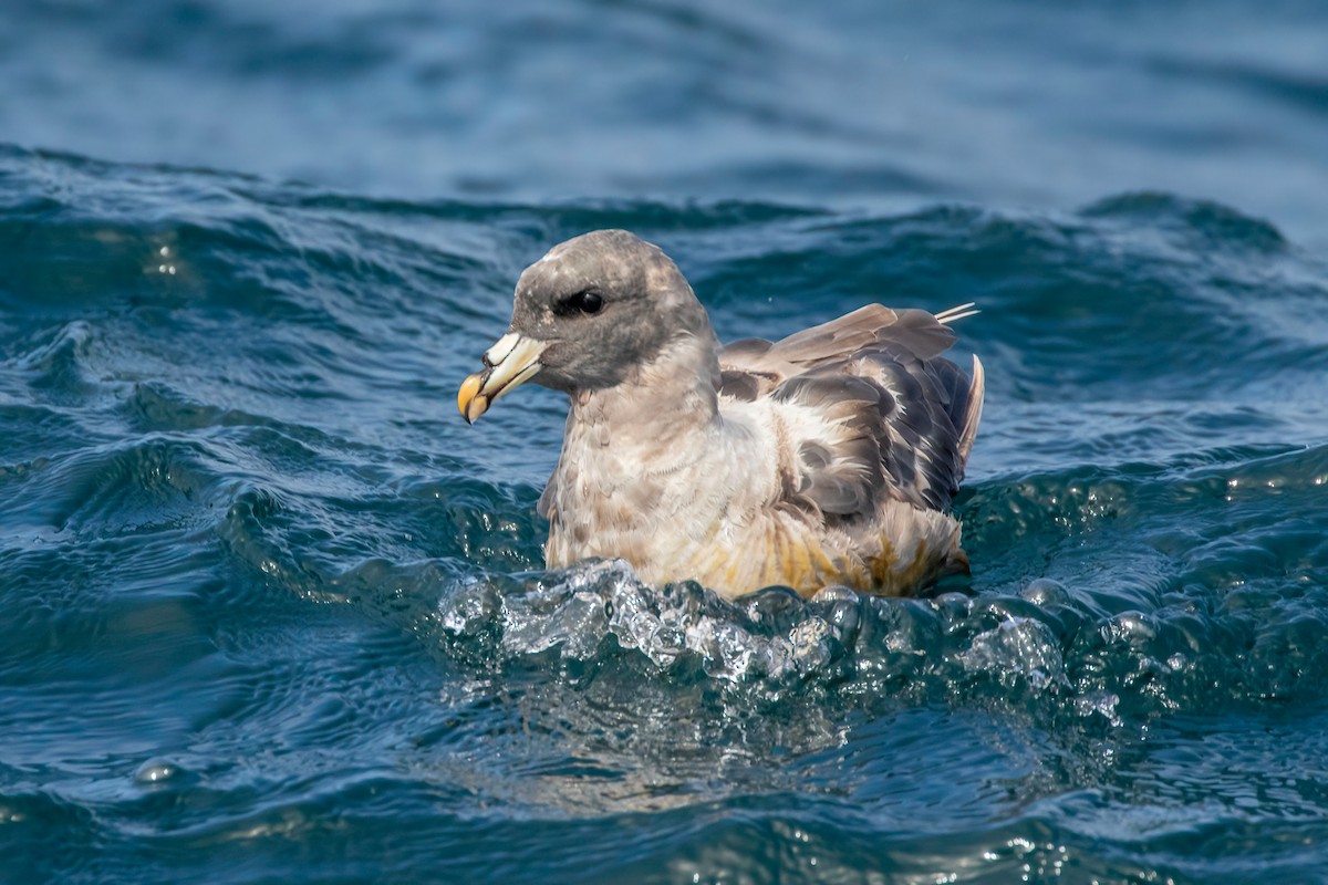 Fulmar boréal - ML608917473