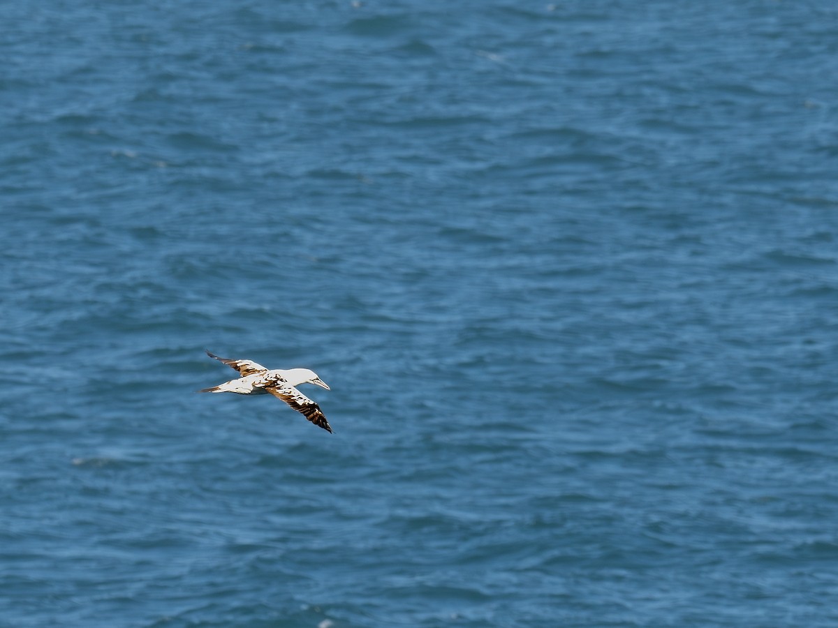 Northern Gannet - ML608917476