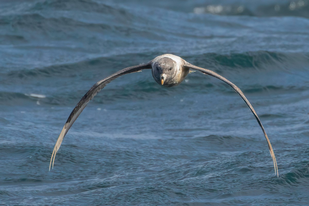 Northern Fulmar - ML608917518