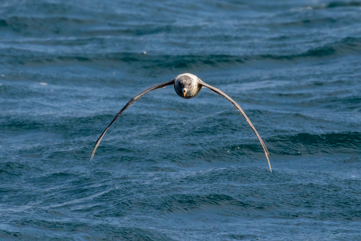 Northern Fulmar - ML608917519